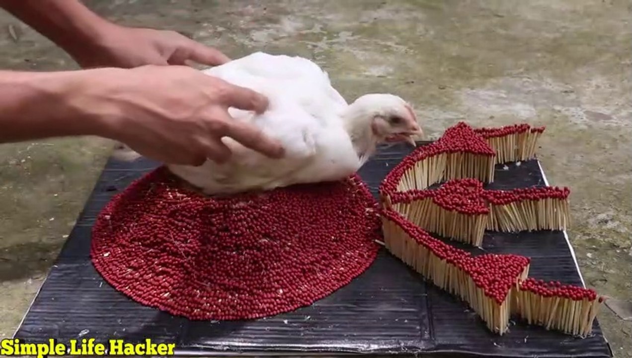 Match ChaiAmazing Fire Domino   Reaction_fire_VOLCANO ERUPTION (With Chicken)_scream_ Amazing Fire Domino