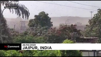 Swarms of desert locusts tear through Rajasthan in northern India