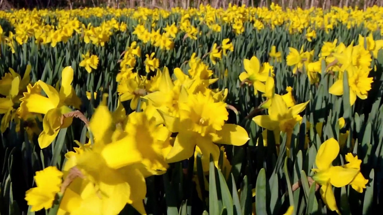 Yellow Flower Field