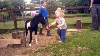 newborn miniature shetland foal gets friendly with young children!