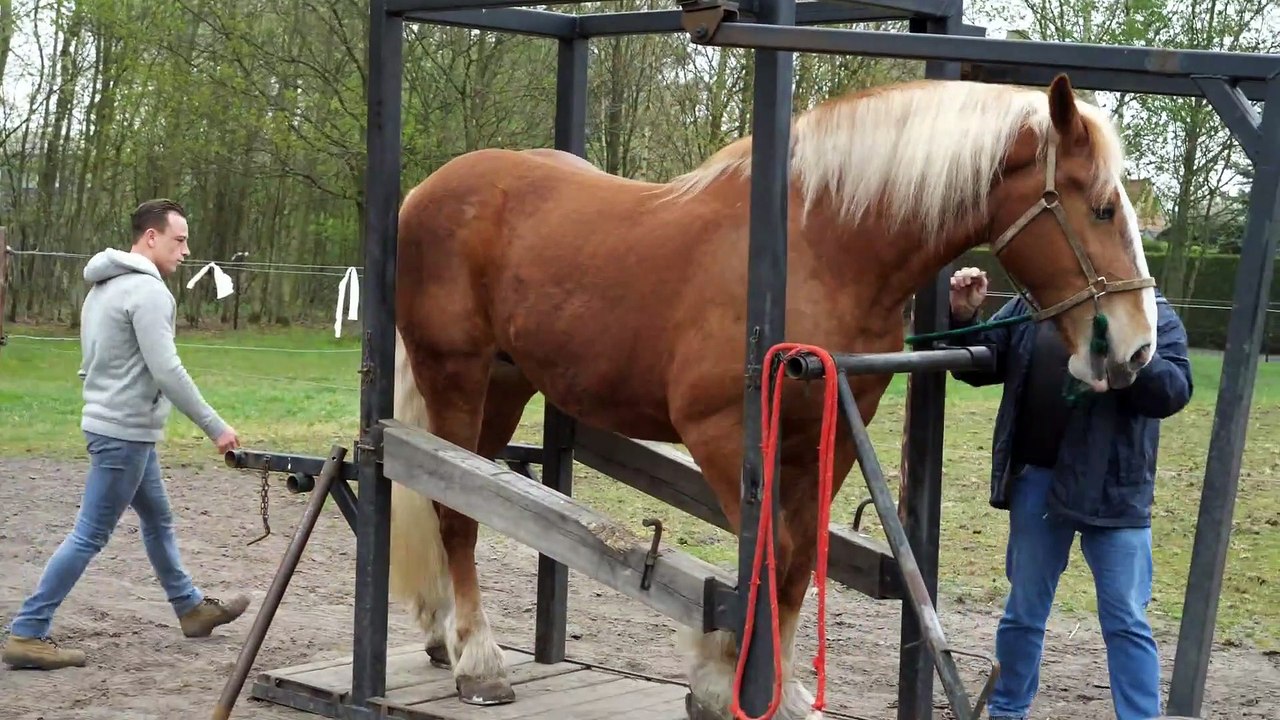 Hot shoeing a draft horse is a tough job. Watch the whole technique in detail.
