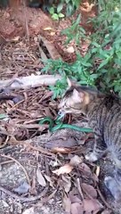 Courageous Cat Stares Down Snake