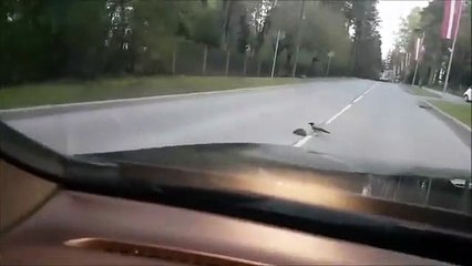 Un oiseau fait traverser un hérisson
