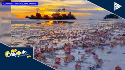 Download Video: Mga kabibe, inanod sa dalampasigan ng Boracay