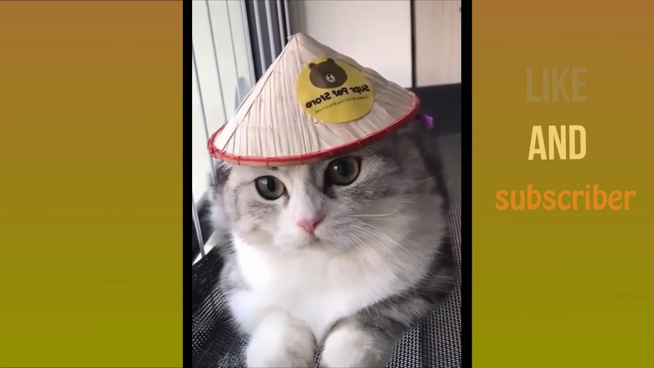 Funny Cats # Cute and Baby Cats Videos Compilation2020 #2