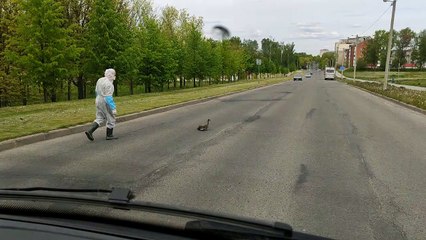Medical Worker Helps Ducks Cross the Road