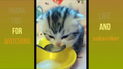 Cute Funny and Smart Cats Compilation - funny animal- Animals Video 2020 #3