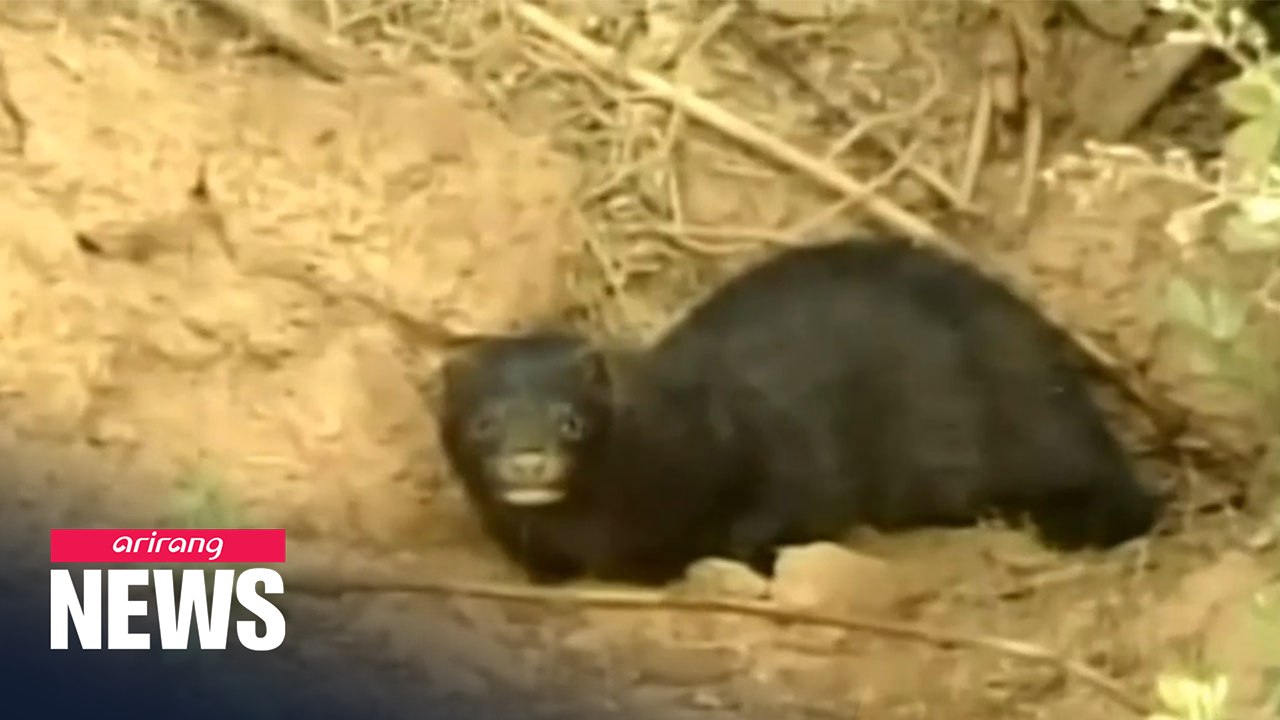 Mink infected two humans with COVID-19 in Netherlands