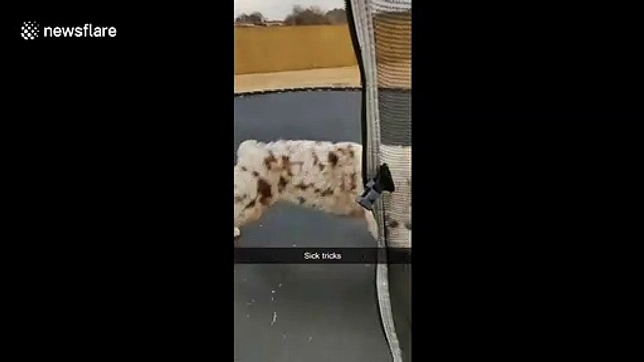 'Oh boy oh boy!' 2 excited dogs in Kansas  jump in trampoline for the first time