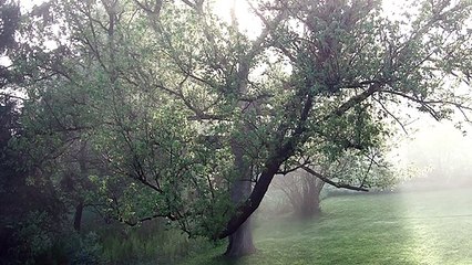 Birds Singing on a Foggy Spring Morning