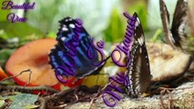 Beautiful Butterflies - relaxing with nature sounds