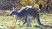 Why Do Kangaroos Have Pouches For Babies?