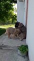 SEViMLi KAFKAS COBAN KOPEGi YAVRULARI - CUTE CAUCASiAN SHEPHERD DOG PUPPiES