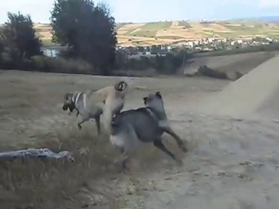 SiVAS KANGAL KOPEKLERi ve COBAN KOPEGi - KANGAL DOGS ans ANATOLiAN DOG