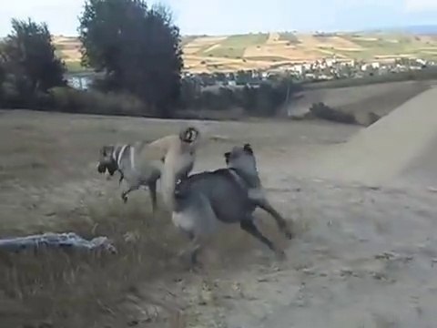 SiVAS KANGAL KOPEKLERi ve COBAN KOPEGi - KANGAL DOGS ans ANATOLiAN DOG