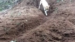Dog Digs Trench to Play Fetch With Himself
