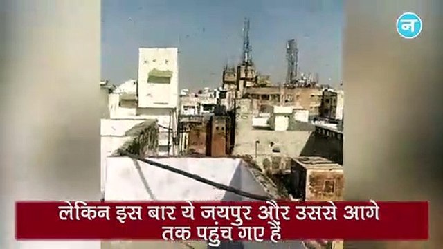 PAK से आए टिड्डी दल का भारत में हमला, Jaipur में टिड्डियों ने इस तरह मचाया आतंक !