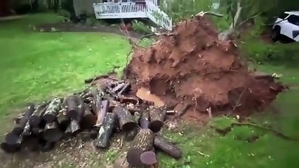 Cet arbre a évité de justesse la maison et la voiture !