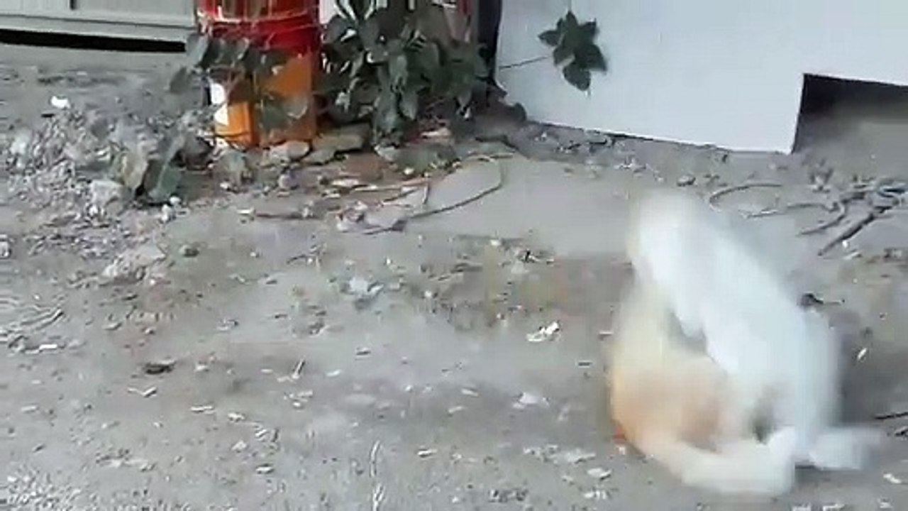 Cat fighting