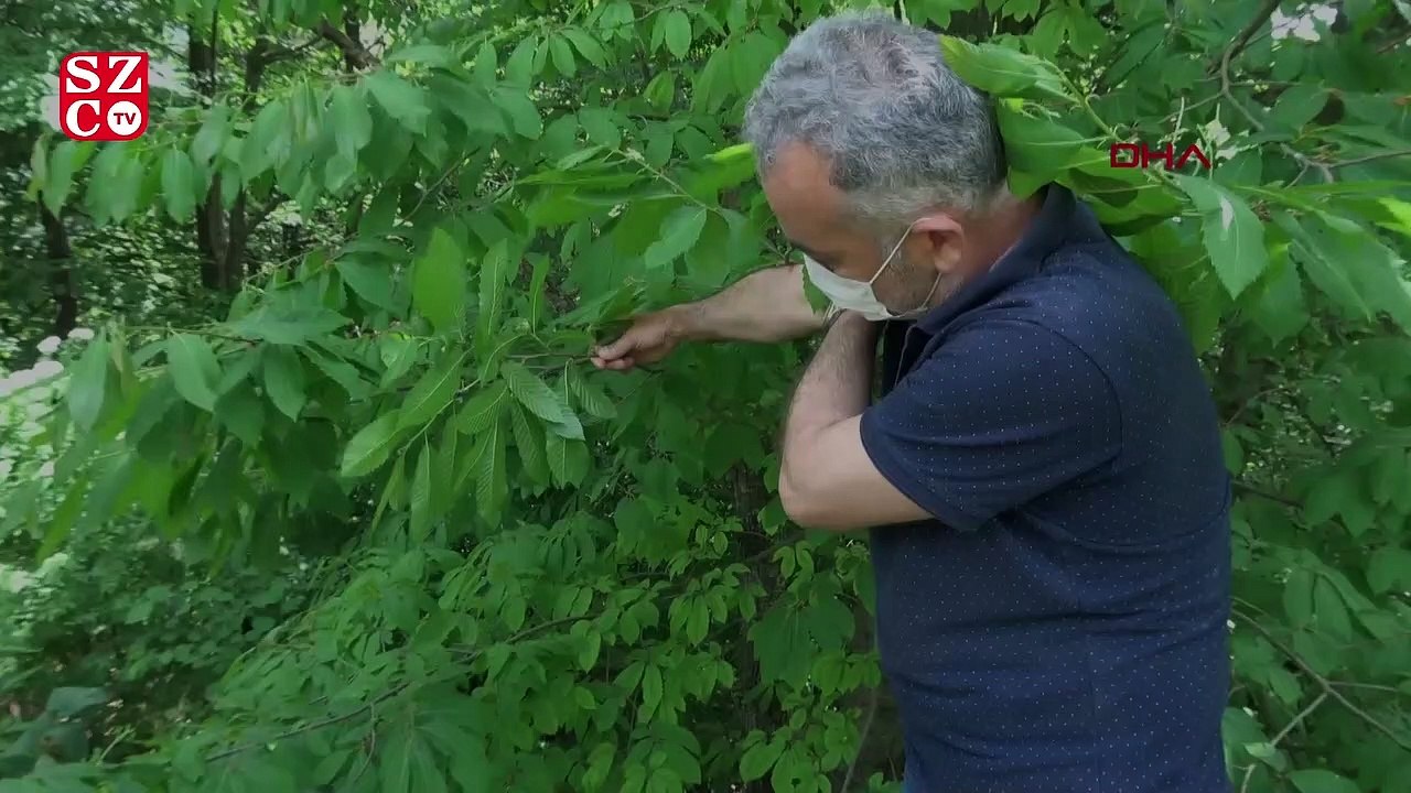Ana vatanı Çin olan gal arısı, kestane ağaçları...
