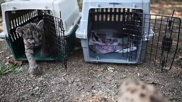 ولادة أسدَي بوما في حديقة حيوانات مكسيكية