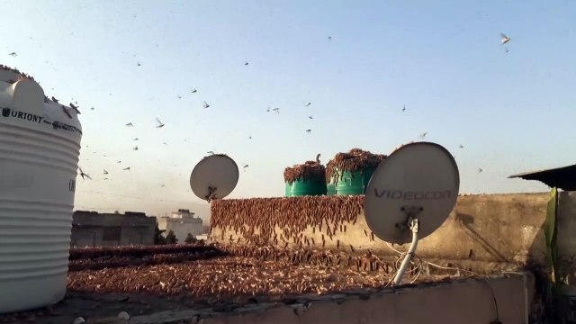 السلطات الهندية تكثف جهودها لمكافحة أسراب الجراد المدمرة