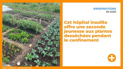 Cet hôpital insolite offre une seconde jeunesse aux plantes desséchées pendant le confinement