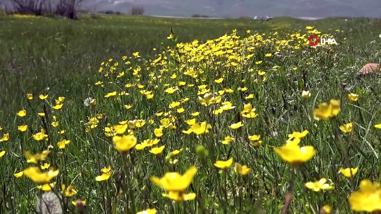 Ardahan'da belgesel tadında görüntüler...Leylek ile tilki’nin fare ve solucan avı kamerada