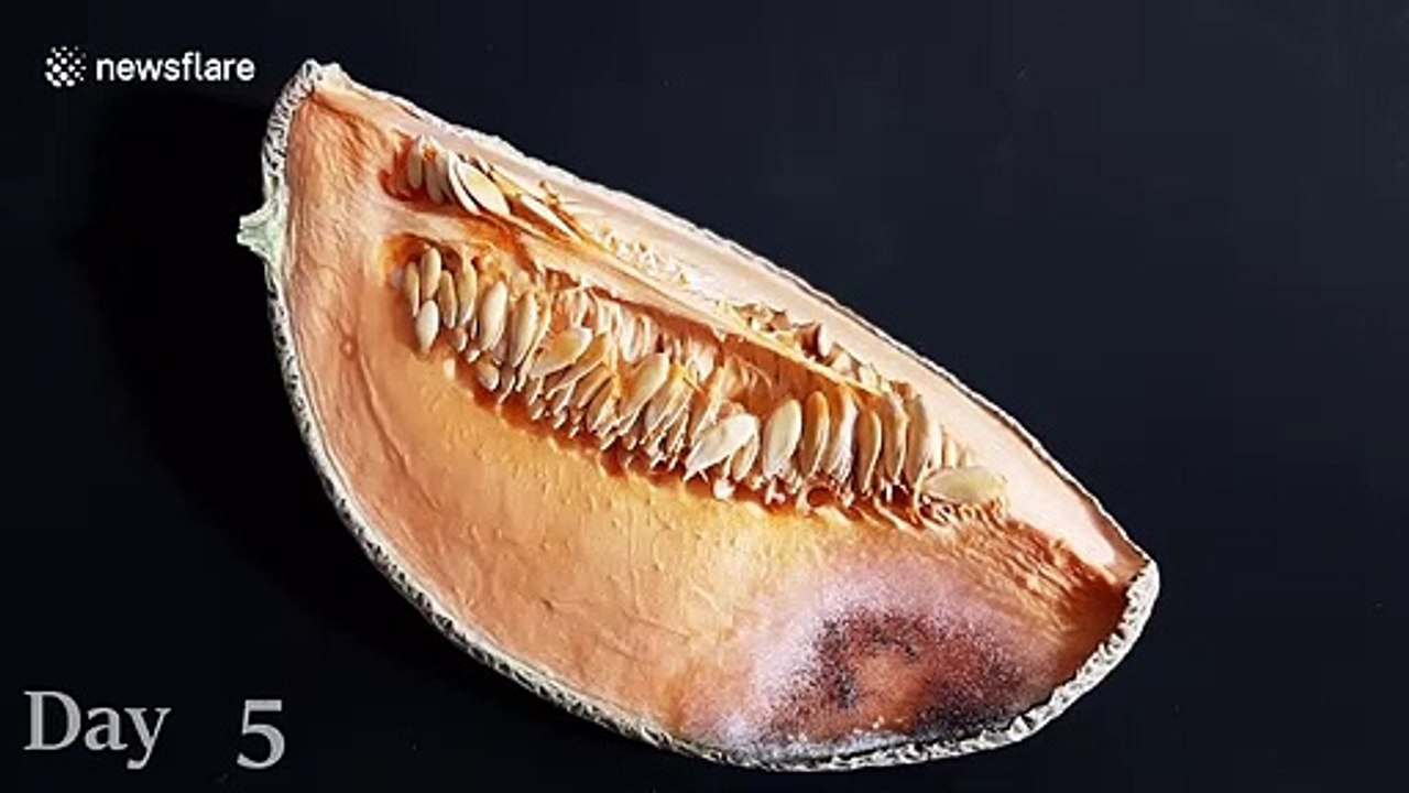 Timelapse footage captures the decomposition of a cantaloupe over 21 days