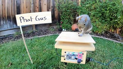 Ninja Warrior pour écureuils