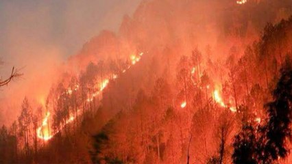 Fact Cheak: क्या है उत्तराखंड के जंगलों में लगी भीषण आग की सच्चाई?