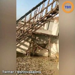 L’Inde est actuellement envahie par des millions de criquets pèlerins !
