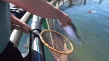 Korona virüs 'somon balığı' ihracatını olumsuz etkiledi