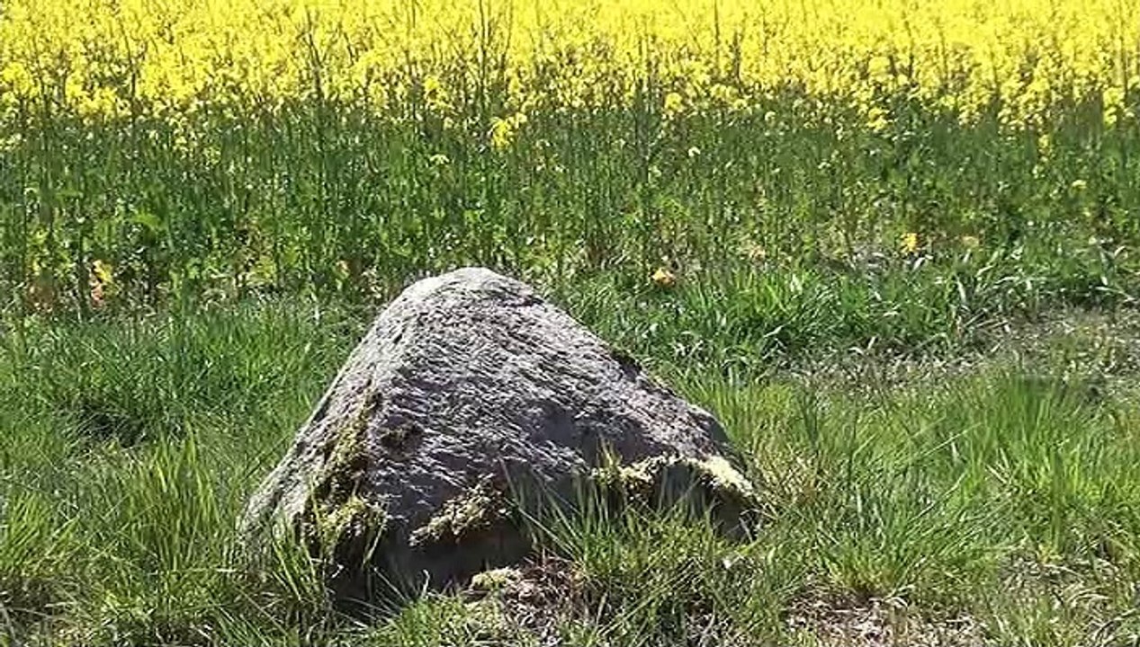 Natur pur: "Rapsblüte in der Barnimer Feldmark"