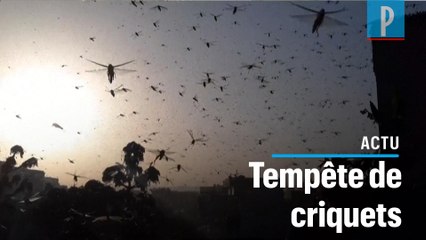 Environnement : l'Inde subit sa pire invasion de criquets pèlerins depuis 30 ans