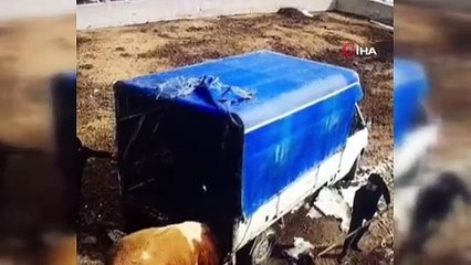 Azgın boğa önce aracı itti sonra sahiplerini kovaladı