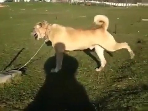 MERADA 4*4 ANADOLU COBAN KOPEGi - 4*4 ANATOLiAN SHEPHERD DOG