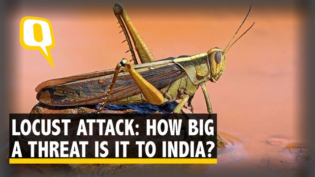 Worst Attack in 27 Years: What Are Locusts & How Big a Threat Are They to India?