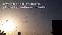 India sees worst locust plague in almost three decades