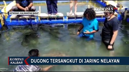 Seekor Dugong Tersangkut di Jaring Nelayan