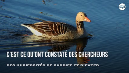 Les oiseaux de rivière sont touchés de plein fouet par la pollution plastique