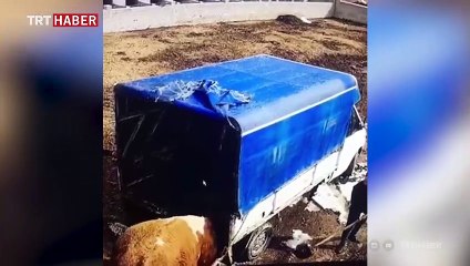 Kızgın boğa sahiplerini böyle kovaladı