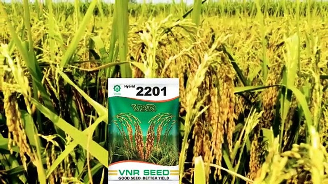 शीघ्र_पकने_वाली_धान_की_किस्में।।_कम_बारिश,कम_लगता_अधिक_उपज_देने_वाला_धान।।vnr_rice_(paddy)seeds.(360p)