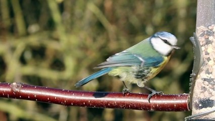 Choto Pakhir Dak: Diverse Bird Species Channel 🐦