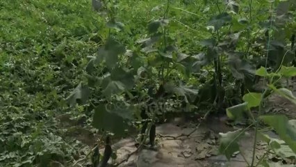 Kalben produktet, fermerët në Lezhë rrezikojnë falimentin: S’ka treg, konkurrencë e pandershme