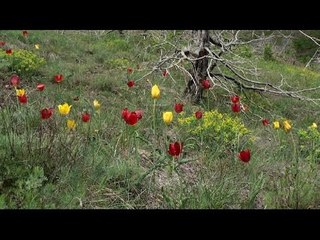 Tulipani shqiptar merr status të veçantë mbrojtje, bashkia Kukës: Bima unikale do të rrisë turizmin