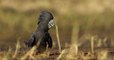 Une nouvelle sous-espèce de cacatoès noir à queue rouge a été découverte en Australie