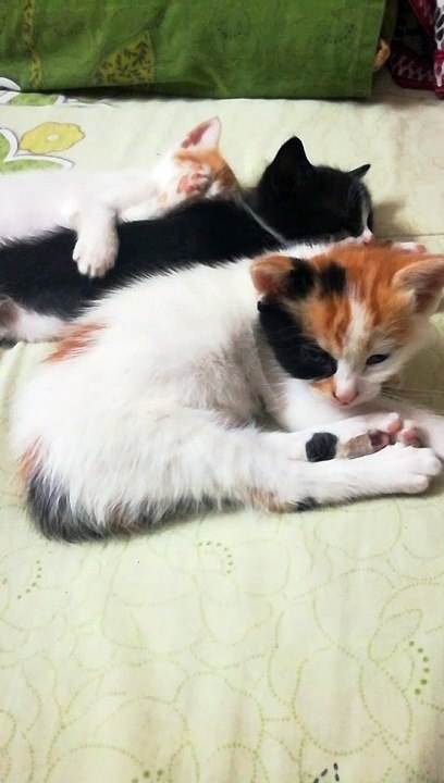 Triplets Sleep On Bed