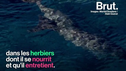 En Nouvelle-Calédonie, le combat pour sauver les dugongs de l'extinction