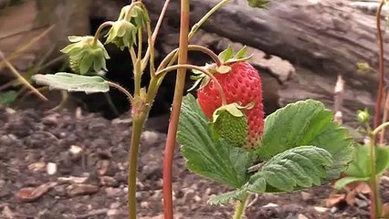 Fresh fruit & veg for Merseyside
